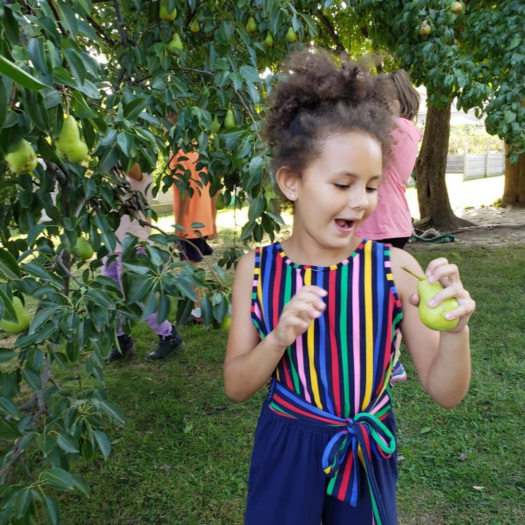 Children picking pears